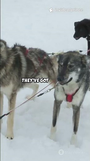 Siberian vs. Alaskan Huskies: Sledding Showdown!