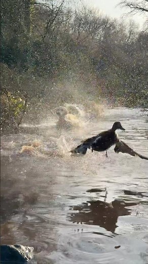 Duck v Labrador On The Pond | Working Gundogs Retrieving Birds #duckhunting