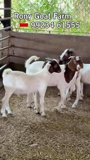 Adant Boer Goats at Rony Goat Farm Pune