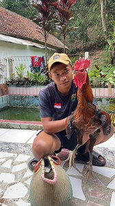 suara ayam pelung unik & lucu 🤣🤣 #reel #viral #ayampelung #funyy | Denleg Basaga
