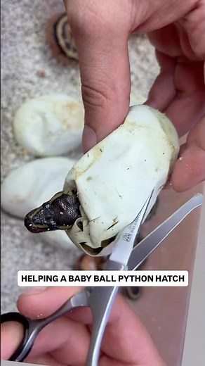 HELPING a Baby Ball Python HATCH