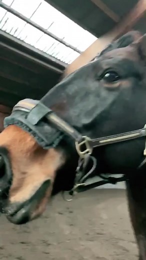 Wenn das Pferd den Sturm fühlt 😂 wartet bis zum Schluss 💘#horse #pferd #fail #fyp #lol