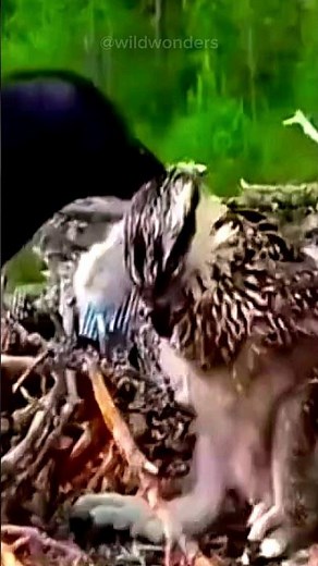 Crow Attack Baby Birds Nest | Nature Revenge! 😰🦅💔