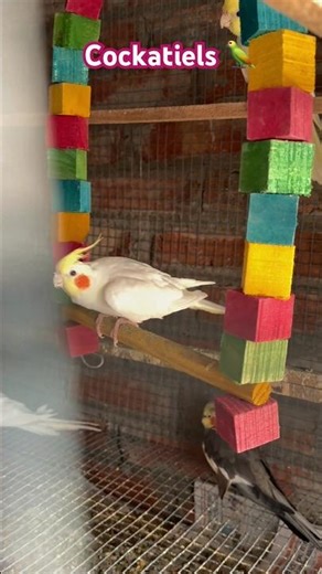 Cockatiels Playing & Eating Together 🐦 | Super Cute Moments! #cockatiel #shorts #ytshorts #short