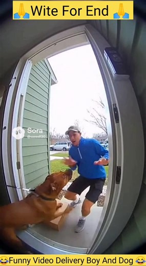 Dog Blocks the Door & Won’t Let Delivery Guy Enter 😂 CCTV Comedy #shorts