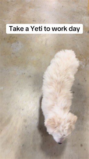 I am keeping Sampson and his name is now officially Yeti. He went with me to work and was my shadow. As you can tell it was exhausting. He is 17lbs at 11 weeks. He still has 1 sister and 3 brothers 👀🏡. #fyp #poodle #pyredoodle #greatpyrenees #puppy