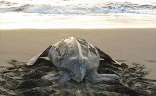Tamarindo Turtle Tour