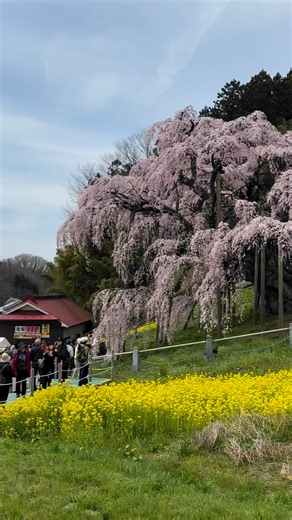 6.5K views · 161 reactions | Miharu Takizakura, Fukushima | GoGraph Japan | Facebook