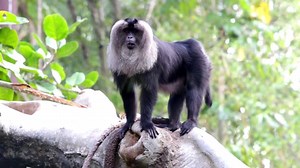 Today is International Monkey Day! We have already introduced you to the beautiful lion-tailed macaques on Maharajah Jungle Trek in Disney's Animal Kindom, but check out this week's #WildlifeWednesday to hear about them from one of our keepers! (http://bit.ly/2hvNje9). See the monkeys in action in this brief video! | Disney's Animals, Science and Environment