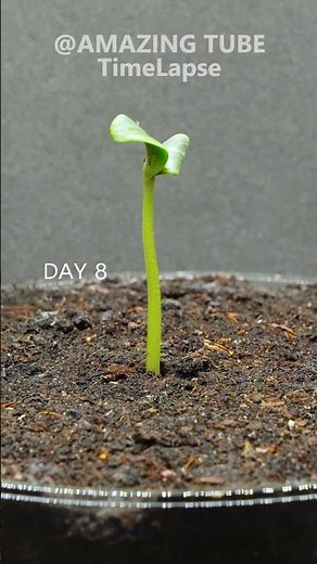 Growing Watermelon From Seed