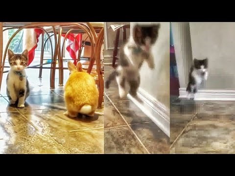 When Your Cat Thinks She is a Rabbit - Cat Jumping Like Bunny