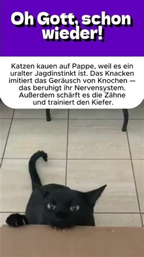 Katzen zerkauen Pappe.