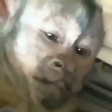 mono gritando feo-Meme