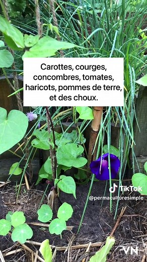 Culture de la Capucine : Conseils de Jardinage Faciles