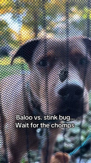 Funny Dog Encounters Stink Bug Challenge