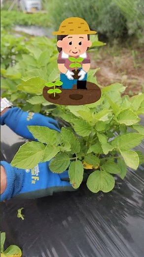 Diseases occur when growing nightshade vegetables in home gardens and farms! A thorough explanati...