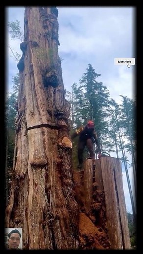 Giant Tree Felling with Professional Technique
