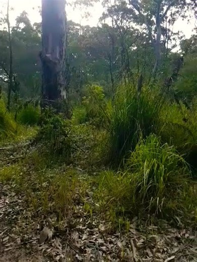 #australia #nature #travel #bush