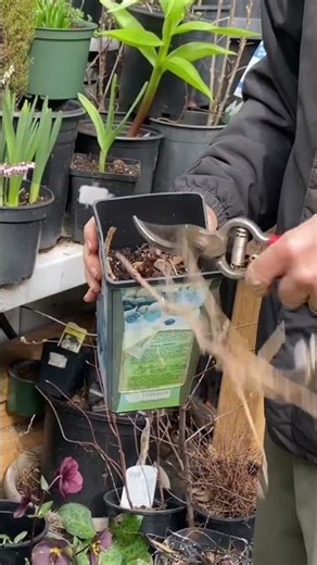 Simple spring routine for healthier raspberry plants #darrellsmith #gardening #plants