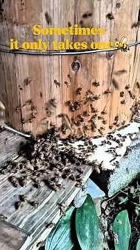The moment 50,000 bees defend their home.