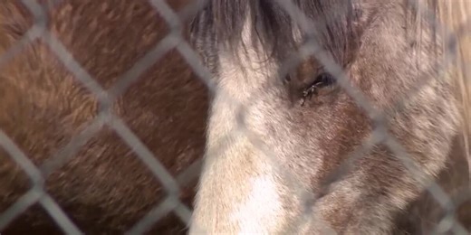 ‘Never seen horses this bad’: 3 horses dead, 8 malnourished in animal cruelty case