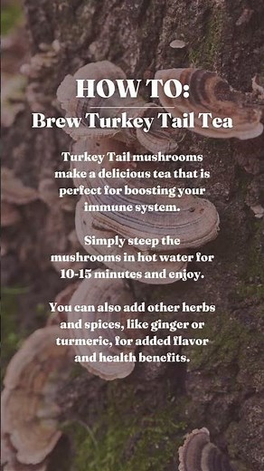 How to make Turkey Tail mushroom tea