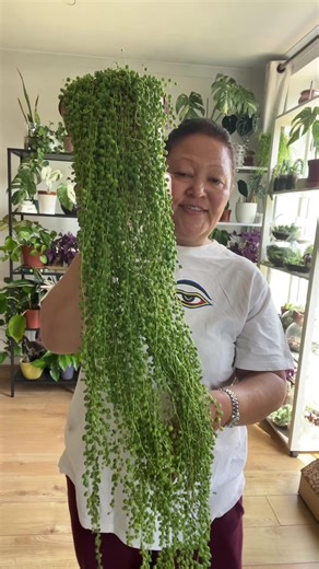 String of Pearls Plant Regrowth: Never Give Up