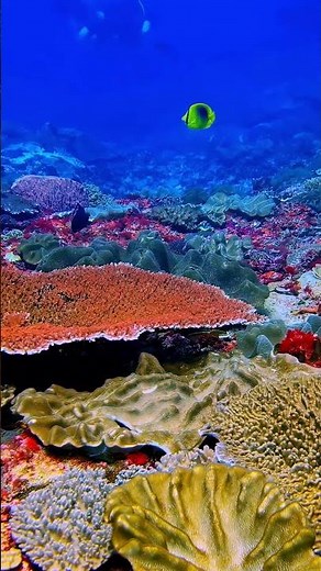 Deep Sea Wonders 🐙|Beautiful Ocean Animals & Coral Reefs 8К #ocean life,#marine life, #ocean animals