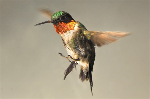 Hummingbirds enter overnight hibernation-like state to save energy for long trip south: U of T research