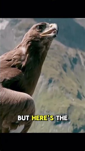 The Most Brutal Eagle Attack Ever