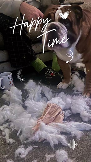 Someone enjoyed their teddy way to much 😂. #fyo #englishbulldog #englishbulldogsoftiktok @💀TheTattedDad💀