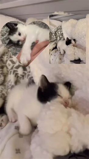 It’s been a year 🥳 Dart/Dardo 🎯 I never knew I was going to become a cat maw’ 😅 It’s been a wild ride but we’ve endured 💪🏽 I have to say, this little baby brightens my day up when I get a chance to visit. The beginning was challenging since we got him much younger than most kittens 🐈‍⬛ It definitely kept me on my toes learning how to breathe life into this little soul with a big catitude’ 😭🤣👾 (combat medic challenge) My daughter had all the confidence in Mami 🥹🙏🏽 Key take away Goat m