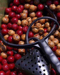 Look after your catapult and it will look after you! Natural latex has a unique power and elasticity but has a limited lifespan. Keeping elastic clean and out of the sun will lengthen its life. Spares are easily fitted, as shown in this video. ESP spares fit our entire range including the new Big Shot catapults. #espcarpgear | ESP Carpgear