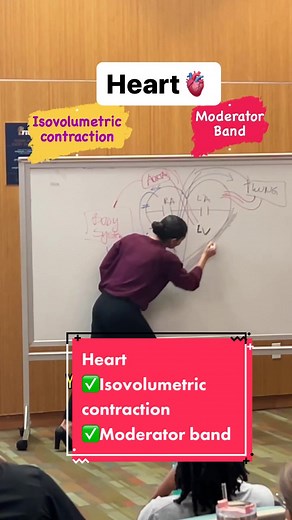 Understanding Heart Isovolumetric Contraction and Moderator Band