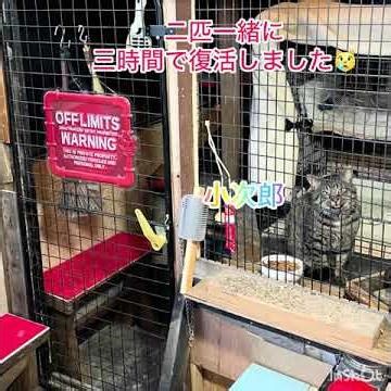【保護猫去勢手術】仲良く一緒に‼️#保護猫シェルター #保護猫 #去勢手術
