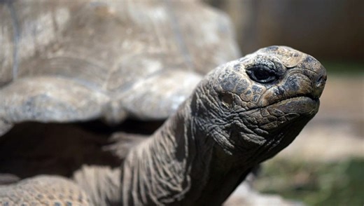 4k video of turtle 30fps UHD