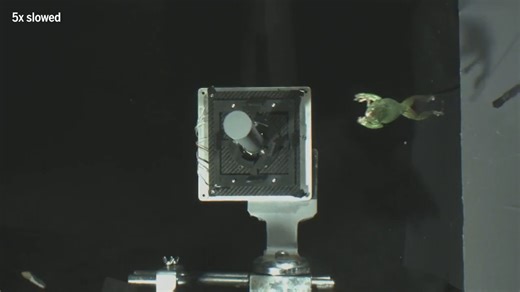 Slow-motion videos reveal tree frogs making some of the most dramatic landings in nature. Learn more on #WorldFrogDay: https://scim.ag/3DnIYIu | Science