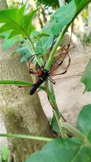 The image features a black orb-weaver spider, identified as a female Nephila kuhlii. #nature #viral