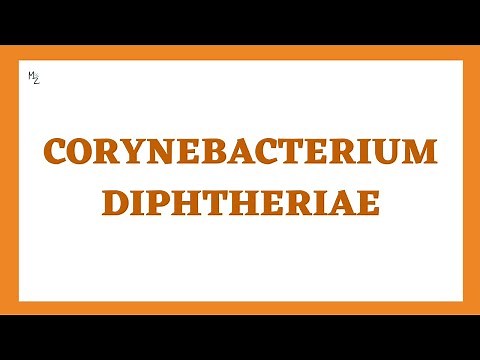 Corynebacterium diphtheriae (diphtheria): Morphology, Pathogenesis, Clinical Findings, Treatment