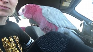 3.8K views · 128 reactions | My cockatoo warns me of danger!!! Do you know what your bird's alarm call sounds like??? | BirdTricks | Facebook