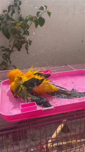 #sunconure bird bath