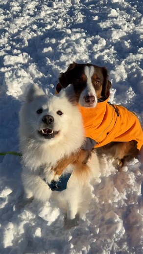 Yuki & Maple on Instagram: "Couldn’t be happier when there is snow AND hugs 🥹❄️ We finally had our first big snowstorm this year and nothing makes me happier than these two playing together in the snow. They are both always SO excited.. and yes: those are Yuki’s happy borks😂 Does your dog like snow too? FOLLOW @babybearyuki for more hugs & smiles! 🐻‍❄️💕🐻 #dogsofinstagram #samoyed #dog #cuteanimals #puppy"