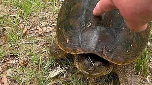 Tempting fate! Woman pokes snapping turtle during walk in Maryland