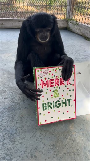 Animal Preservation Education on Instagram: "Christmas treats for Elmo & Onyx! Merry Christmas! #siamang #primate #animals #cuteanimals #christmas"