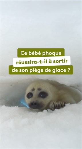 🦭🥺Prisonnier des glaces à seulement 2 mois Dans les eaux glacées du lac Baïkal, ce bébé phoque de Sibérie se retrouve en grand danger. Piégé sous une couche de glace fragilisée par l'arrivée des beaux jours, sa vie ne tient plus qu’à un souffle. Heureusement, sa mère vient à son secours. Mais parviendra-t-elle à le sauver à temps ? 👉Raconté par @efira_virginie, retrouvez le documentaire « Royaumes d’Asie » ce soir à 21h sur France 2 et dès maintenant sur la plateforme france.tv : https://bit.