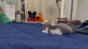 Hairless cat protects kitten being bullied by bigger cat