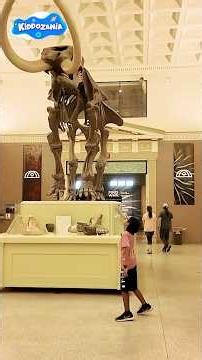 Hunter Explores the Buffalo Museum! Amazing Kids Adventure
