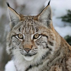 Lynx: What is it?, Characteristics, Types, Distribution and more ▷➡️ Postposmo