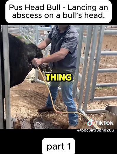 Pus Head Bull Lancing anabscess on a bull’s hea1 #cow #abscess #vet
