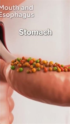 See Your Digestive System Animation Food #digestivehealth #animation #digestiveprocess #science